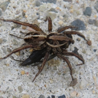 Lycosidae (family) (Wolf spider) at Culburra Beach, NSW - 14 Dec 2020 by Christine