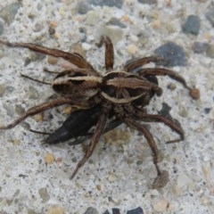 Lycosidae sp. (family) (Unidentified wolf spider) at Culburra Beach, NSW - 14 Dec 2020 by Christine