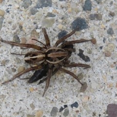 Lycosidae (family) at Culburra Beach, NSW - 14 Dec 2020