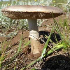 Amanita sp. (Amanita sp.) at Gungaderra Grasslands - 10 Oct 2020 by Dibble