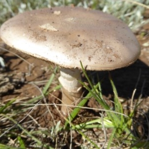 Amanita sp. at Crace, ACT - 11 Oct 2020 09:49 AM