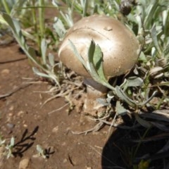 Amanita sp. at Crace, ACT - 11 Oct 2020 09:49 AM