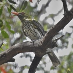 Oriolus sagittatus (Olive-backed Oriole) at Kambah Pool - 16 Dec 2020 by JohnBundock