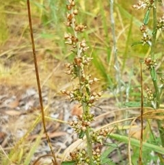 Gamochaeta impatiens (A cudweed) at Umbagong District Park - 16 Dec 2020 by trevorpreston