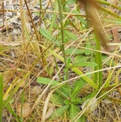 Gamochaeta impatiens at Umbagong District Park - 16 Dec 2020