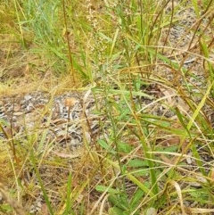 Gamochaeta americana at Latham, ACT - 16 Dec 2020