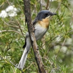 Myiagra rubecula (Leaden Flycatcher) at Kambah Pool - 16 Dec 2020 by JohnBundock