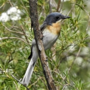 Myiagra rubecula at Tuggeranong DC, ACT - 16 Dec 2020 03:31 PM