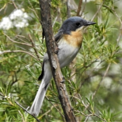 Myiagra rubecula (Leaden Flycatcher) at Tuggeranong DC, ACT - 16 Dec 2020 by JohnBundock