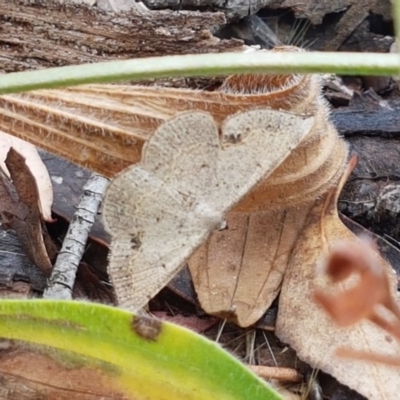 Taxeotis intextata (Looper Moth, Grey Taxeotis) at Latham, ACT - 16 Dec 2020 by trevorpreston