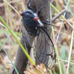 Psaltoda moerens at Latham, ACT - 16 Dec 2020 03:35 PM