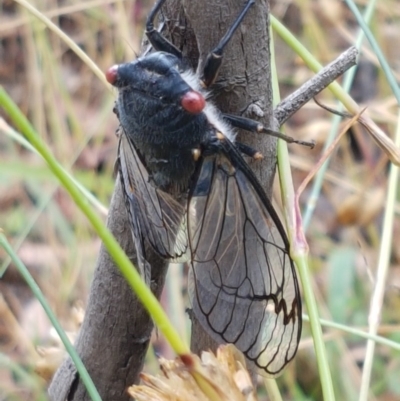 Psaltoda moerens (Redeye cicada) at Latham, ACT - 16 Dec 2020 by trevorpreston