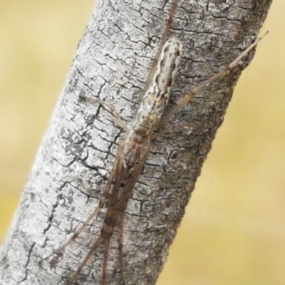 Tetragnatha sp. (genus) (Long-jawed spider) at Latham, ACT - 16 Dec 2020 by trevorpreston