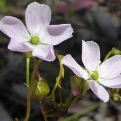 Drosera auriculata (Tall Sundew) at Kaleen, ACT - 11 Oct 2020 by Dibble