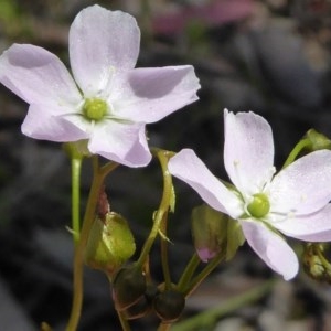 Drosera auriculata at Kaleen, ACT - 11 Oct 2020