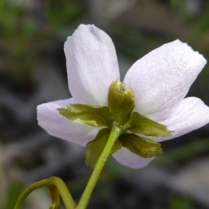 Drosera auriculata at Kaleen, ACT - 11 Oct 2020