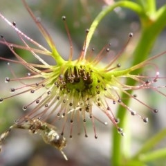 Drosera auriculata at Kaleen, ACT - 11 Oct 2020