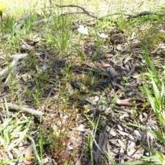 Drosera auriculata at Kaleen, ACT - 11 Oct 2020