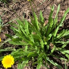 Microseris walteri (Yam Daisy, Murnong) at Murrumbateman, NSW - 16 Dec 2020 by SimoneC