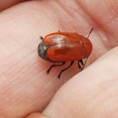 Aporocera (Aporocera) haematodes (A case bearing leaf beetle) at Latham, ACT - 16 Dec 2020 by tpreston