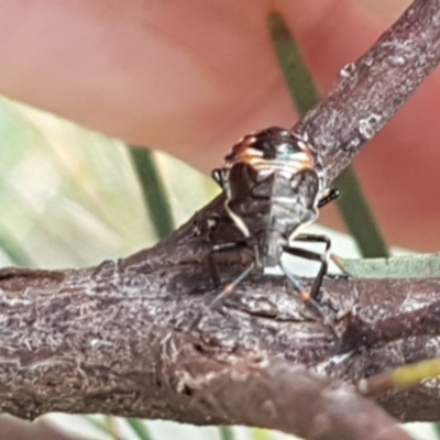 Oechalia schellenbergii (Spined Predatory Shield Bug) at Latham, ACT - 16 Dec 2020 by tpreston