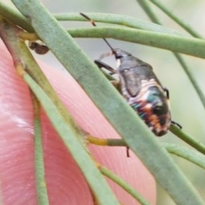 Oechalia schellenbergii at Latham, ACT - 16 Dec 2020