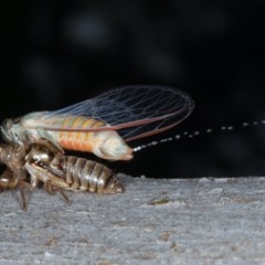 Yoyetta robertsonae (Clicking Ambertail) at Mount Ainslie - 15 Dec 2020 by jb2602