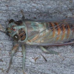 Yoyetta robertsonae at Majura, ACT - 15 Dec 2020 04:54 PM