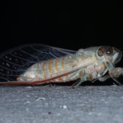 Yoyetta robertsonae at Majura, ACT - 15 Dec 2020 04:54 PM