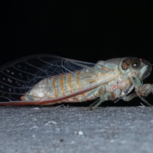 Yoyetta robertsonae at Majura, ACT - 15 Dec 2020 04:54 PM