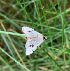 Dichromodes estigmaria (Pale Grey Heath Moth) at Murrumbateman, NSW - 15 Dec 2020 by SimoneC