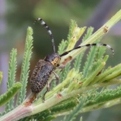 Ancita marginicollis (A longhorn beetle) at Theodore, ACT - 16 Dec 2020 by owenh