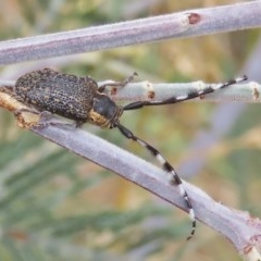 Ancita marginicollis at Tuggeranong Hill - 16 Dec 2020 02:52 PM