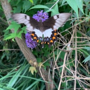 Papilio aegeus at Murrumbateman, NSW - 16 Dec 2020