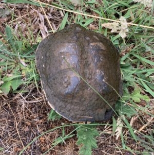 Chelodina longicollis at Murrumbateman, NSW - 16 Dec 2020