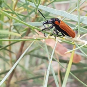 Rhinotia haemoptera at Macgregor, ACT - 16 Dec 2020