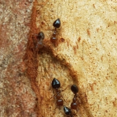Crematogaster sp. (genus) (Acrobat ant, Cocktail ant) at Macgregor, ACT - 16 Dec 2020 by tpreston