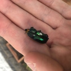 Diphucephala sp. (genus) (Green Scarab Beetle) at Curtin, ACT - 14 Dec 2020 by Tapirlord