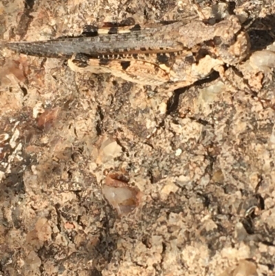 Pycnostictus seriatus (Common Bandwing) at Hughes Garran Woodland - 15 Dec 2020 by Tapirlord