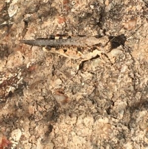 Pycnostictus seriatus at Hughes, ACT - 15 Dec 2020