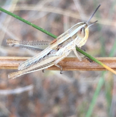 Macrotona australis (Common Macrotona Grasshopper) at Hughes Garran Woodland - 15 Dec 2020 by Tapirlord