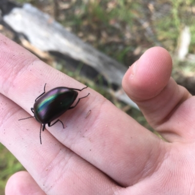 Chalcopteroides cupripennis (Rainbow darkling beetle) at Hughes Garran Woodland - 15 Dec 2020 by Tapirlord