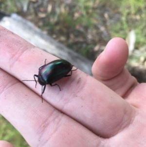 Chalcopteroides cupripennis at Garran, ACT - 15 Dec 2020