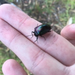 Chalcopteroides cupripennis at Garran, ACT - 15 Dec 2020