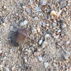 Dictyotus conspicuus (A shield or stink bug) at Hughes, ACT - 15 Dec 2020 by Tapirlord