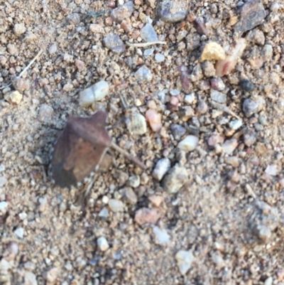 Dictyotus conspicuus (A shield or stink bug) at Hughes Garran Woodland - 15 Dec 2020 by Tapirlord