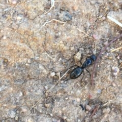 Camponotus sp. (genus) (A sugar ant) at Hughes Garran Woodland - 15 Dec 2020 by Tapirlord