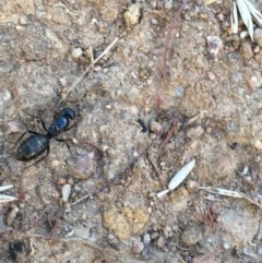 Camponotus sp. (genus) at Hughes, ACT - 15 Dec 2020 06:28 PM