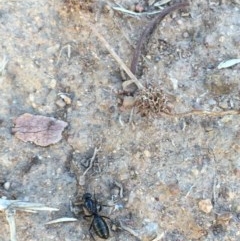 Camponotus sp. (genus) at Hughes, ACT - 15 Dec 2020