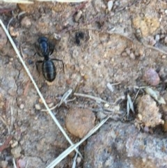 Camponotus sp. (genus) at Hughes, ACT - 15 Dec 2020